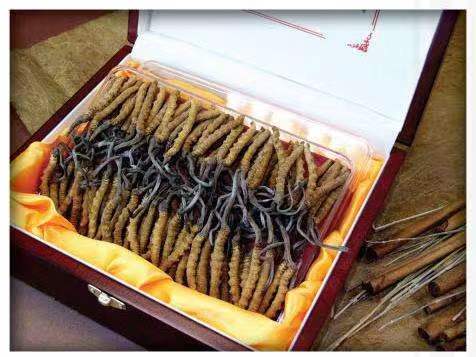 新乐冬虫夏草回收?